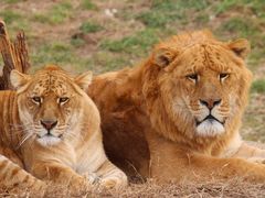 -西安秦岭野生动物园