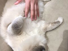 -啵啵喵·猫咖(攀华国际店)