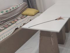 -楼上猫咖(罗湖店)