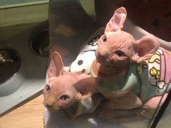 -BABIT巴比特宠物(MOMOPARK店)