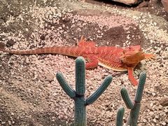 -帕帕拉兹宠物(亚洲旗舰店)