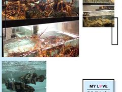 -甄御•海鲜新青岛菜(麦岛店)