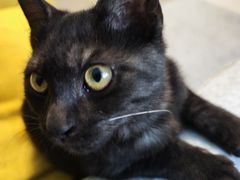 -瑞派福兴宠物医院犬猫全科·骨科·中西医结合(河东店)