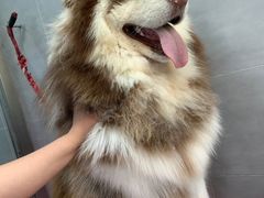 -宠福鑫康馨动物医院·骨科·眼科