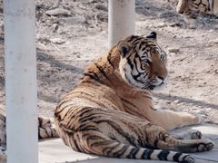 -石家庄市动物园