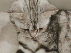 -共舞时光猫咖·狗咖(新街口店)