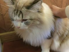 -MOCHA明星猫咖(田子坊店)