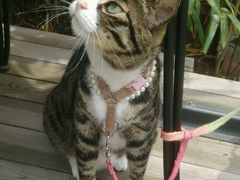 android_upload_pic-海边的猫和咖啡馆
