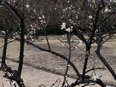 -香雪海