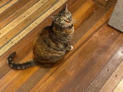 -猫的天空之城概念书店(杭州南宋御街店)