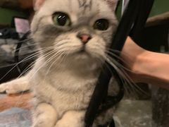 -猫猫幼稚园·撸猫·桌游·电玩