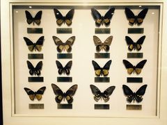 -上海昆虫博物馆