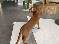 -飞行喵MR PILOT|猫舍·猫咖(静安大融城店)