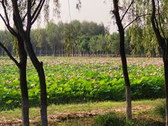 -东郊湿地公园