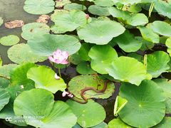 -天津东丽湖风景区