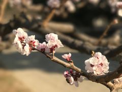 -胶东海鲜大排档(北太平庄店)