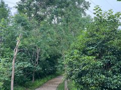 -昆山城市生态森林公园