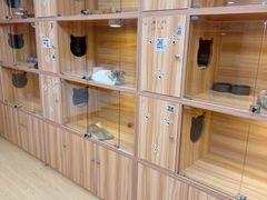 -猫十亿·布偶金渐层·曼基康矮脚猫舍(青年路店)