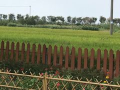 -莲花岛景区