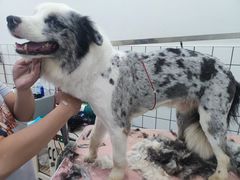 -猫狗日记·自助洗护·宠物寄养·售卖