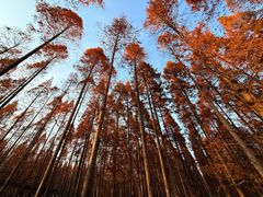 -黄海国家森林公园