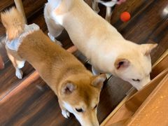 -豆柴町-柴犬主题狗咖(红鼎国际C座店)