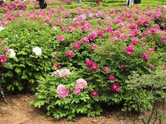 -洛阳市隋唐城遗址植物园
