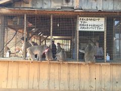 -岚山猴子公园