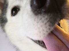 -Husky Go! 哈士奇体验馆·宠物咖啡厅狗咖