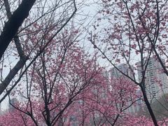 -重庆彩云湖湿地公园