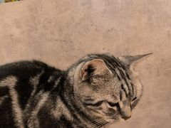 -猫咪派对(江南西店)