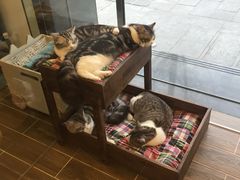 -猫大福·Fortune Cat猫舍(百子湾店)