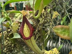 -国家植物园南园