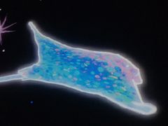 -暹罗海洋世界