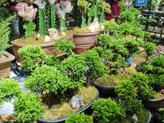 -长春青怡坊鲜花批发(青怡坊花鸟市场店)