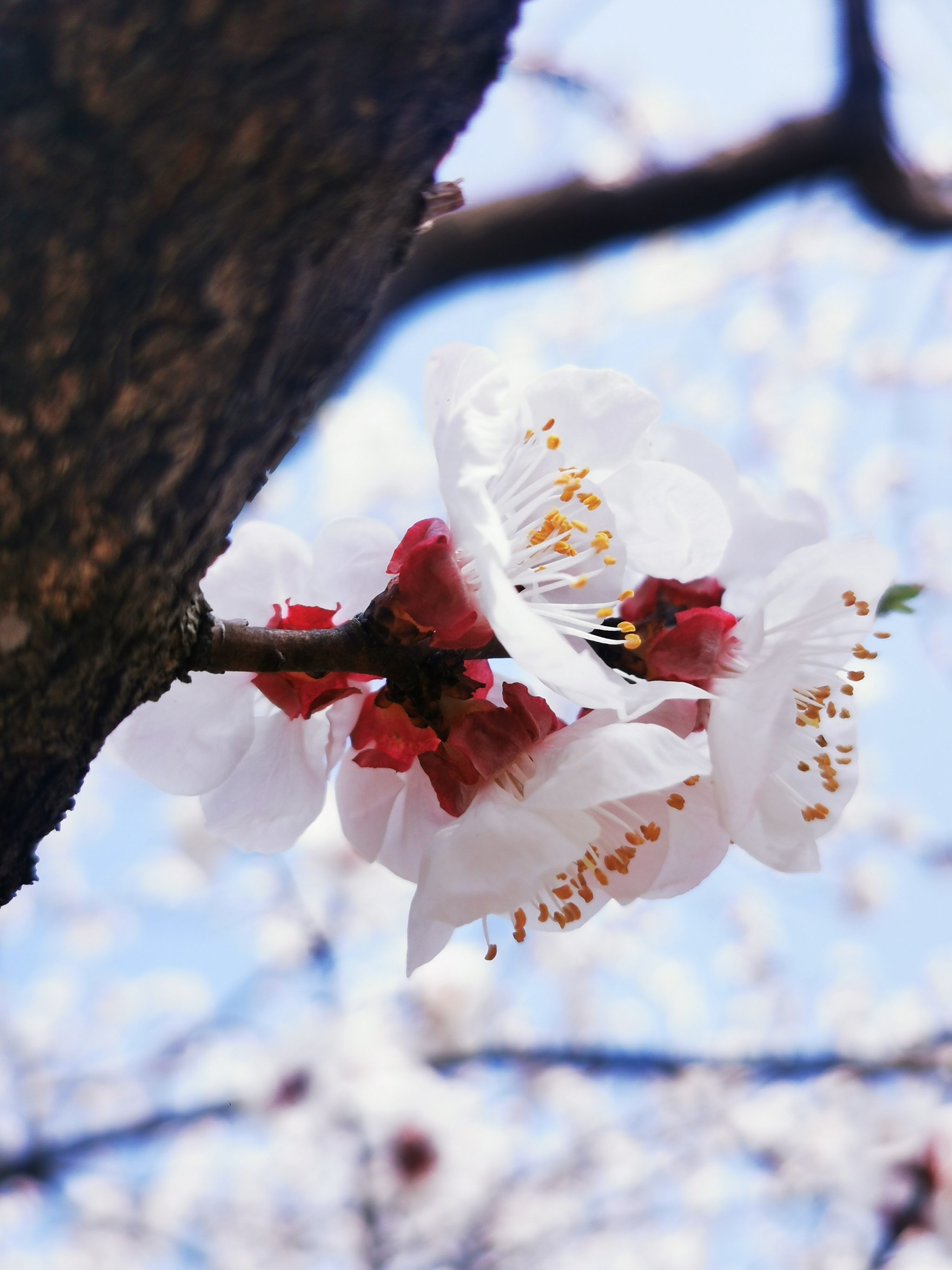 杏林春暖,杏花盛开