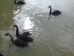 iphone_upload_pic-溱湖国家湿地公园