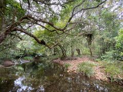 -海南热带雨林国家公园吊罗山景区