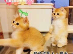 -十年猫舍·猫咪专门店(普陀店)