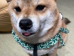 -逗柴咖啡屋·狗咖猫咖宠物桌游