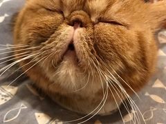 -猫友咖啡店(玉林西路店)