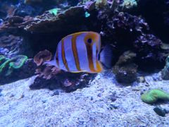 -瑞普利水族馆