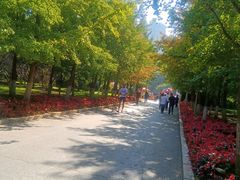 -长白岛森林公园