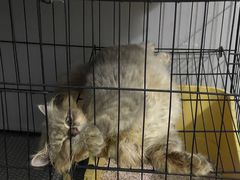 -爱诺耐芙动物医院(万博店)