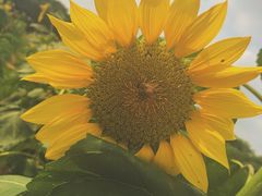 -松山湖梦幻百花洲