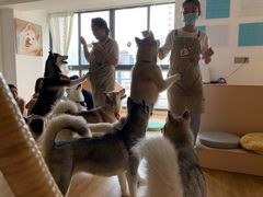 -Husky Go! 哈士奇体验馆·宠物咖啡厅狗咖