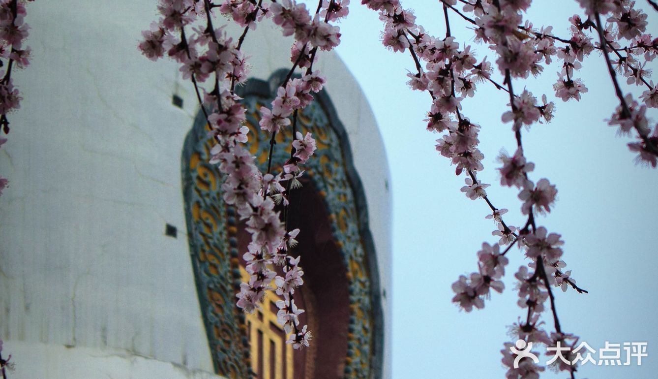 花开正当时🌸 北海白塔之下，是山桃的舞蹈