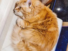 -藏猫猫咖啡主题馆(中央大道店)