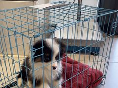 -关爱宠物医院·猫科中心·消化科(滨湖万达分院)