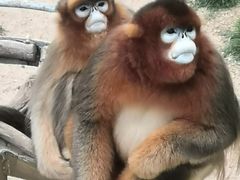 -西霞口神雕山野生动物世界